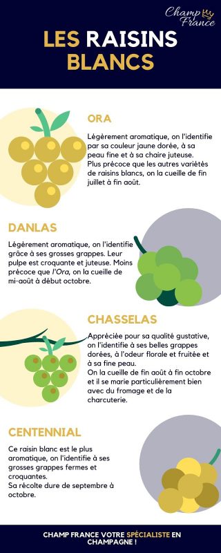 Infographie pour blog sur les différents raisins Blancs