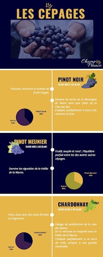 Infographie expliquant les différents cépages en Champagne